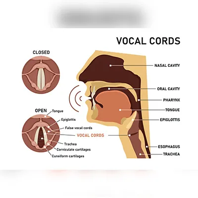 Illustration of the human vocal cords